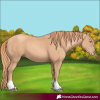 Horse Color:Gold Champagne