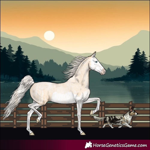 Horse Color:Cremello Roan Splash  and Palomino Roan Pearl Splash 