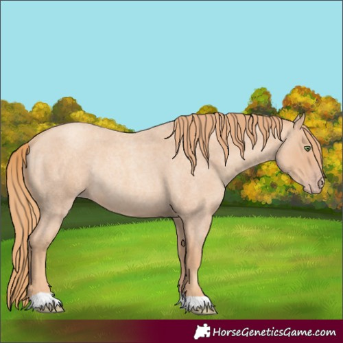 Horse Color:Gold Champagne Roan Rabicano