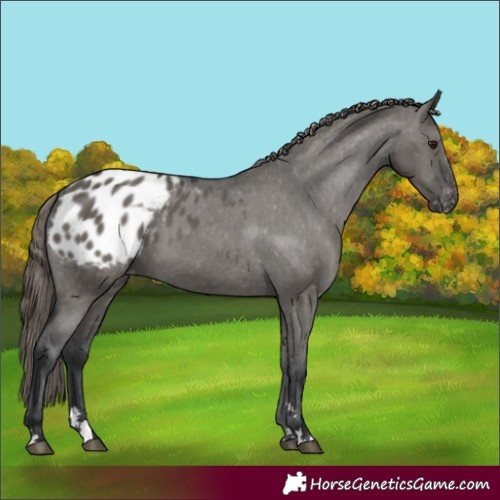 Horse Color:Grullo Appaloosa 