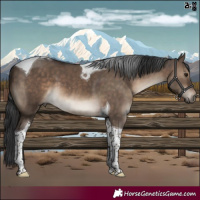 Horse Color:Brown Dun Tobiano 