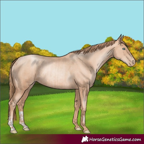 Horse Color:Gold Champagne Pearl Rabicano  and Gold Champagne Pearl Rabicano 