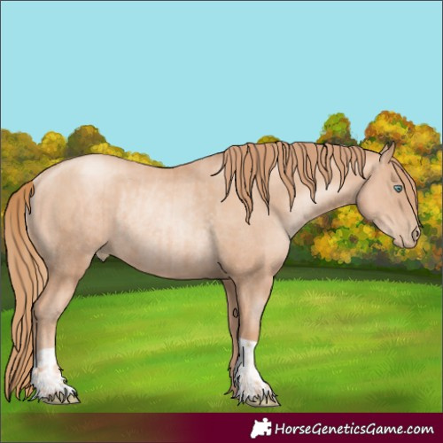 Horse Color:Gold Champagne Pearl Rabicano and Gold Champagne Pearl Rabicano