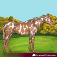 Horse Color:Chestnut Appaloosa