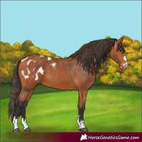 Horse Color:Bay Appaloosa 