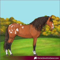 Horse Color:Bay Appaloosa 