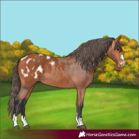 Horse Color:Bay Appaloosa 