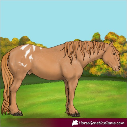 Horse Color:Chestnut Appaloosa