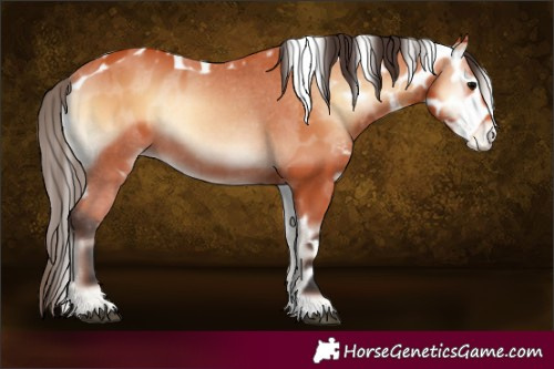Horse Color:Bay Onyx Skewed Appaloosa