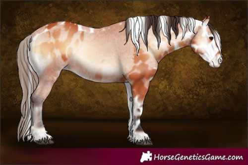 Horse Color:Bay Onyx Skewed LP Spotted