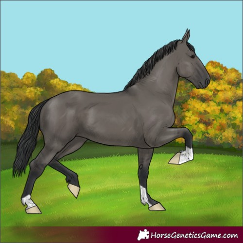 Horse Color:Grullo 