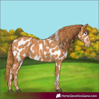 Horse Color:Chestnut Near Leopard