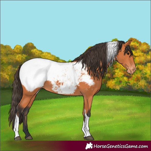 Horse Color:Bay Tobiano Appaloosa 