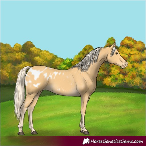 Horse Color:Palomino Appaloosa