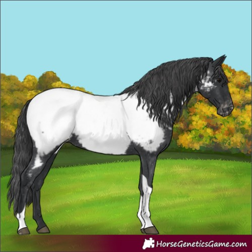Horse Color:Black Tobiano Appaloosa 