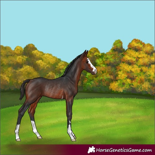 Horse Color:Brown Rabicano