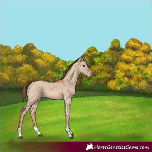 Horse Color:Red Dun Sabino