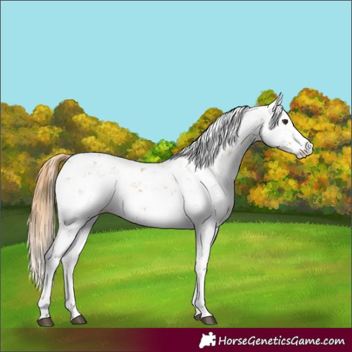 Horse Color:Chestnut Sabino