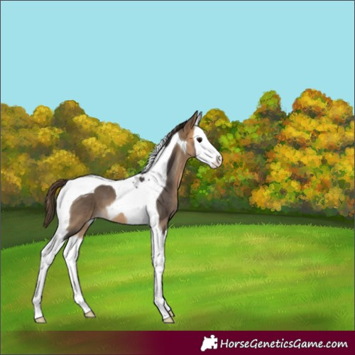 Horse Color:Buckskin Splash Tobiano Varnish