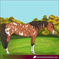 Horse Color:Bay Appaloosa