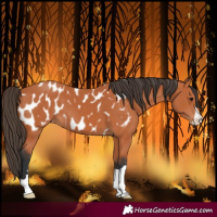Horse Color:Bay Near Leopard 