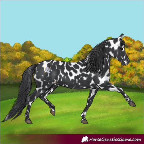 Horse Color:Black Appaloosa