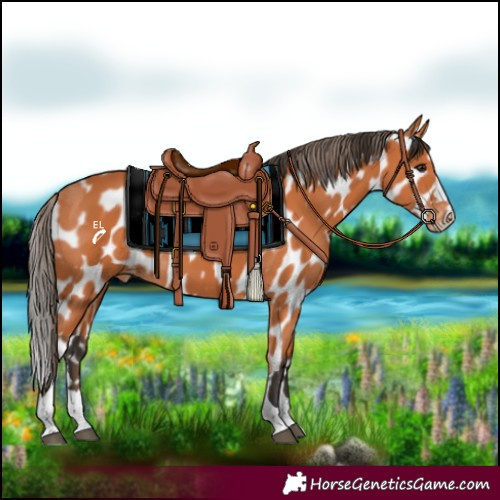 Horse Color:Bay Appaloosa