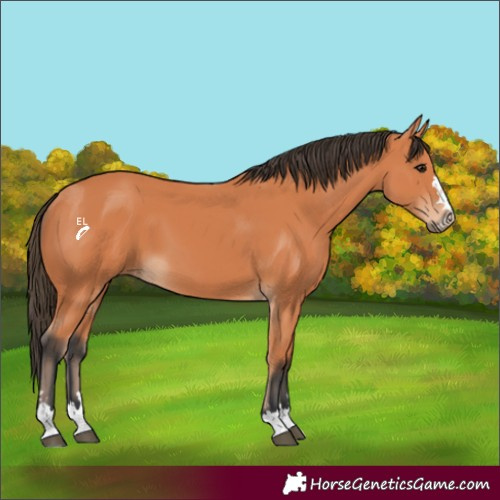 Horse Color:Bay 