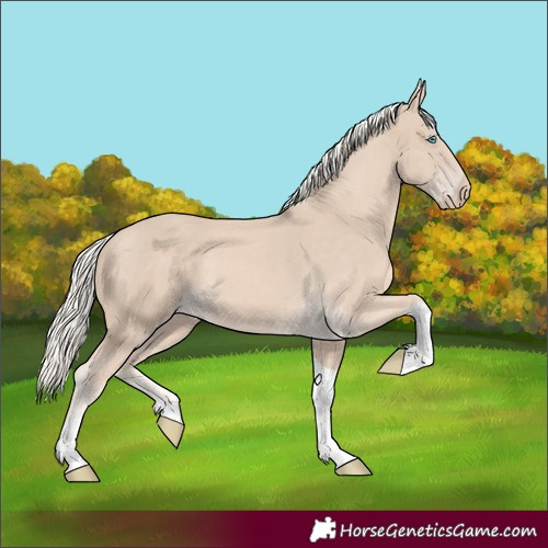 Horse Color:Cremello Tobiano