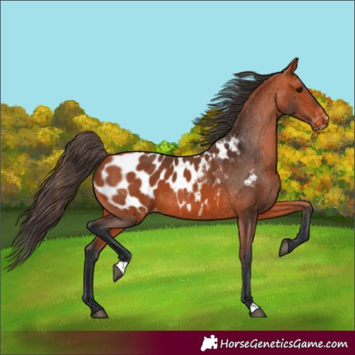 Horse Color:Bay Appaloosa 
