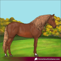 Horse Color:Chestnut 