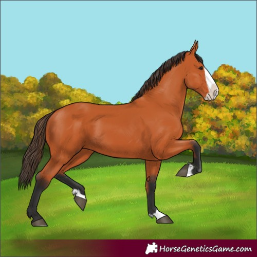 Horse Color:Bay Splash 