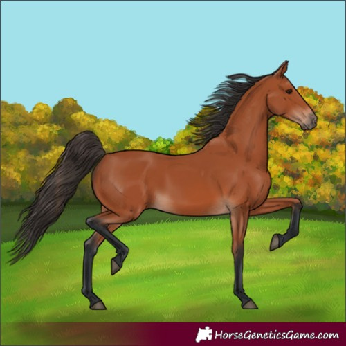 Horse Color:Bay 
