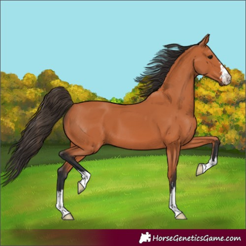 Horse Color:Bay 