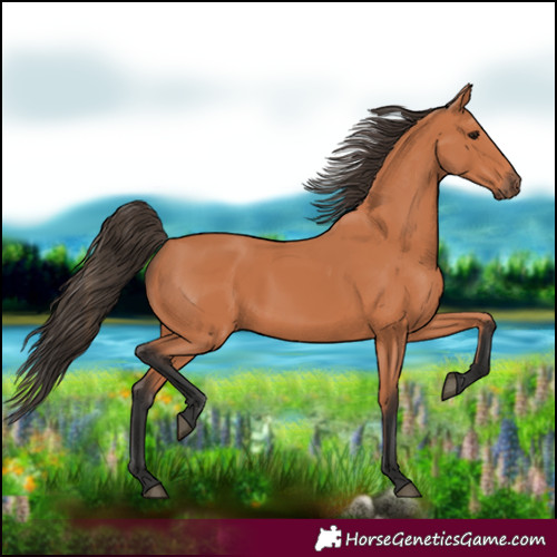 Horse Color:Bay 