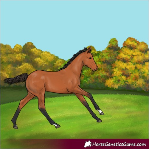 Horse Color:Bay 