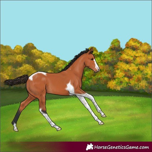 Horse Color:Bay Tobiano 