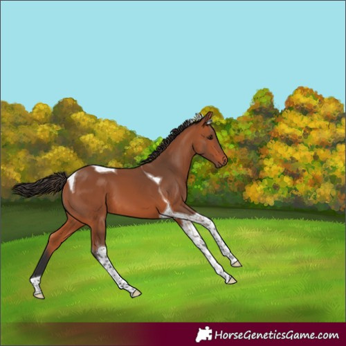 Horse Color:Bay Tobiano 