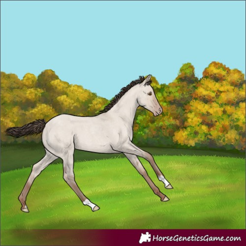 Horse Color:Classic Champagne Roan Dun