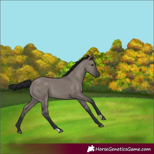 Horse Color:Grullo 