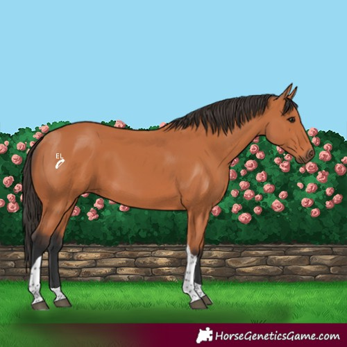 Horse Color:Bay Tobiano 