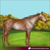 Horse Color:Gray Chestnut 