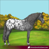 Horse Color:Black Appaloosa 