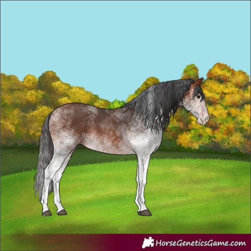Horse Color:White Spotted Bay 
