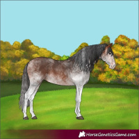 Horse Color:White Spotted Bay 