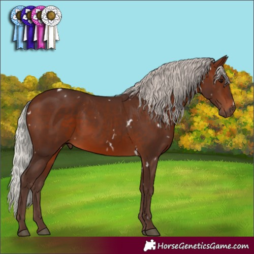 Horse Color:White Spotted Silver Bay Rabicano 