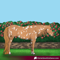 Horse Color:Chestnut Near Leopard 