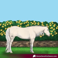 Horse Color:Cremello Splash  and Cremello Splash 