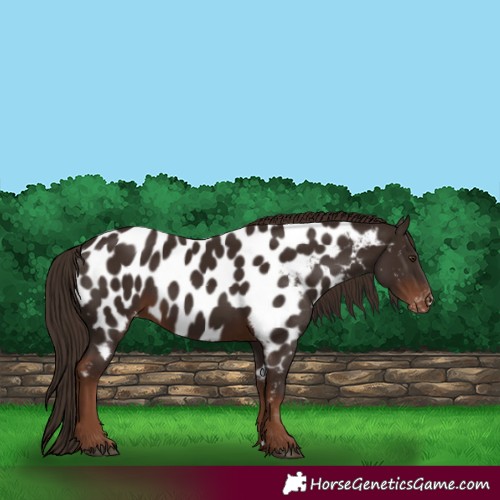 Horse Color:Liver Chestnut Appaloosa 