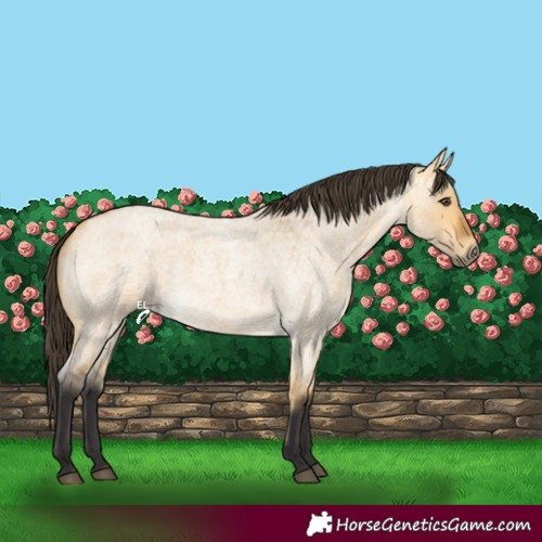 Horse Color:Buckskin Roan Dun 